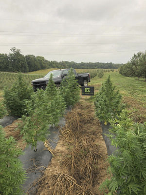 Bringing hemp into the kitchen